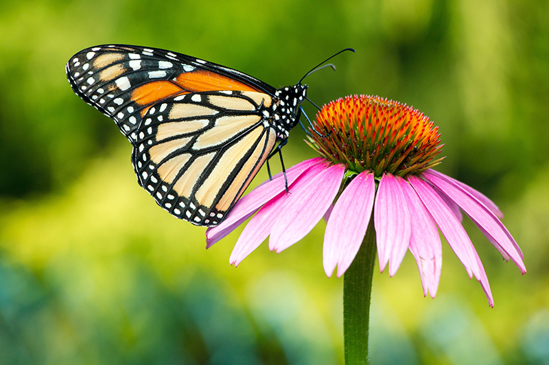 ehinacea i leptir